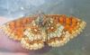Melitaea athalia athalia